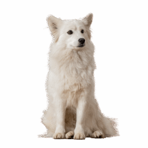 milou
